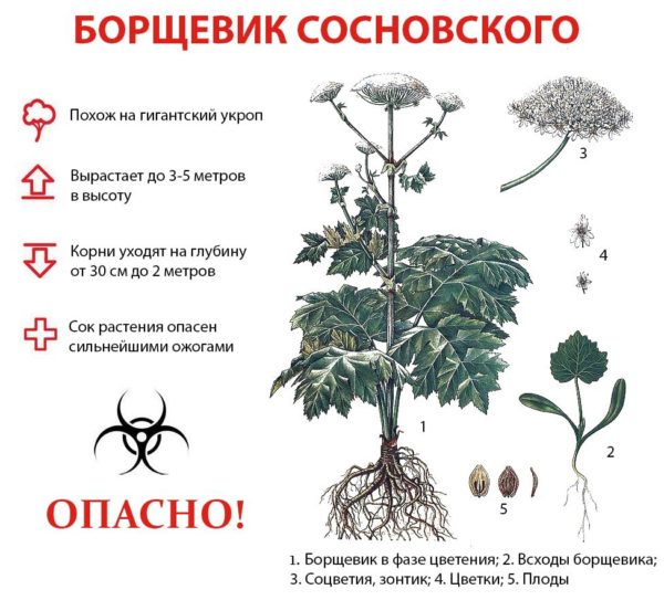 Шедевр из сорняков. Смолянок научили плести венки из борщевика и шишек