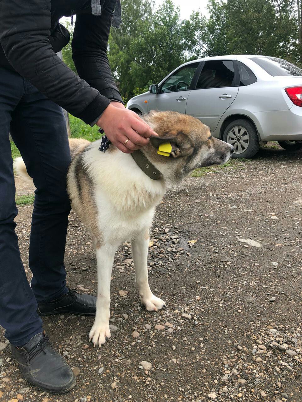 В Красноуфимске появятся собаки с желтыми бирками Красноуфимск Онлайн