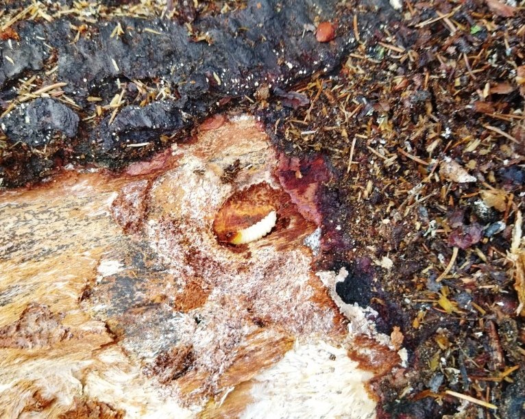 В Красноуфимском районе на нижних складах обнаружены карантинные вредители леса