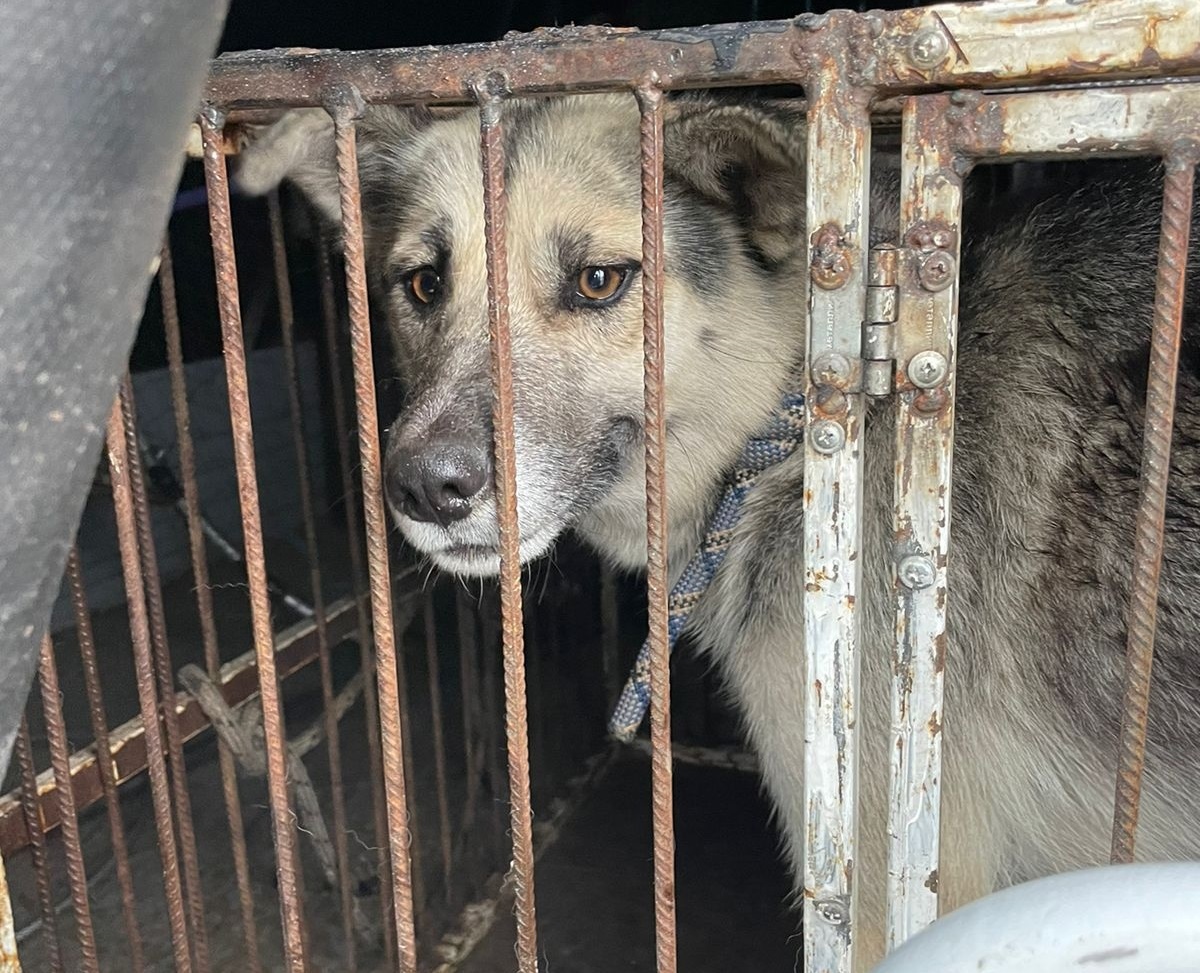 Всем на свете нужен дом»: собаки из приюта ждут новых хозяев Красноуфимск  Онлайн