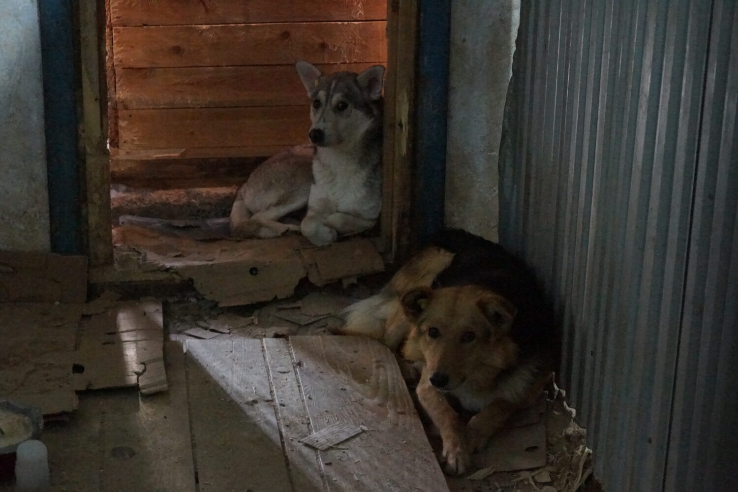 Приходите в приют за новым другом Красноуфимск Онлайн