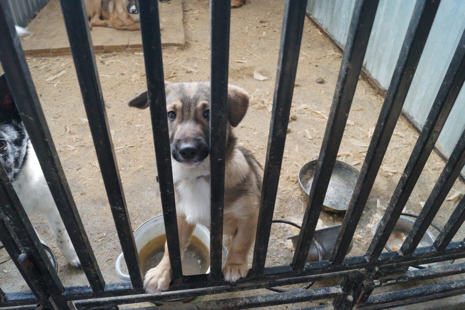 Приходите в приют за новым другом Красноуфимск Онлайн