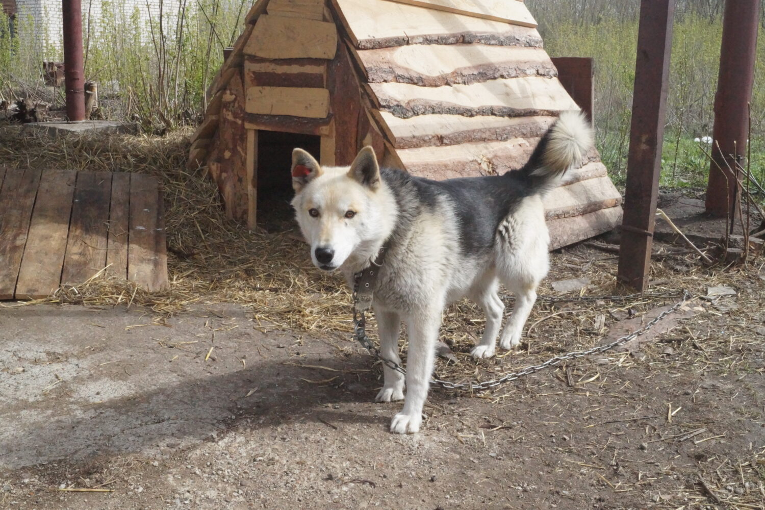 Собаки ищут дом Красноуфимск Онлайн