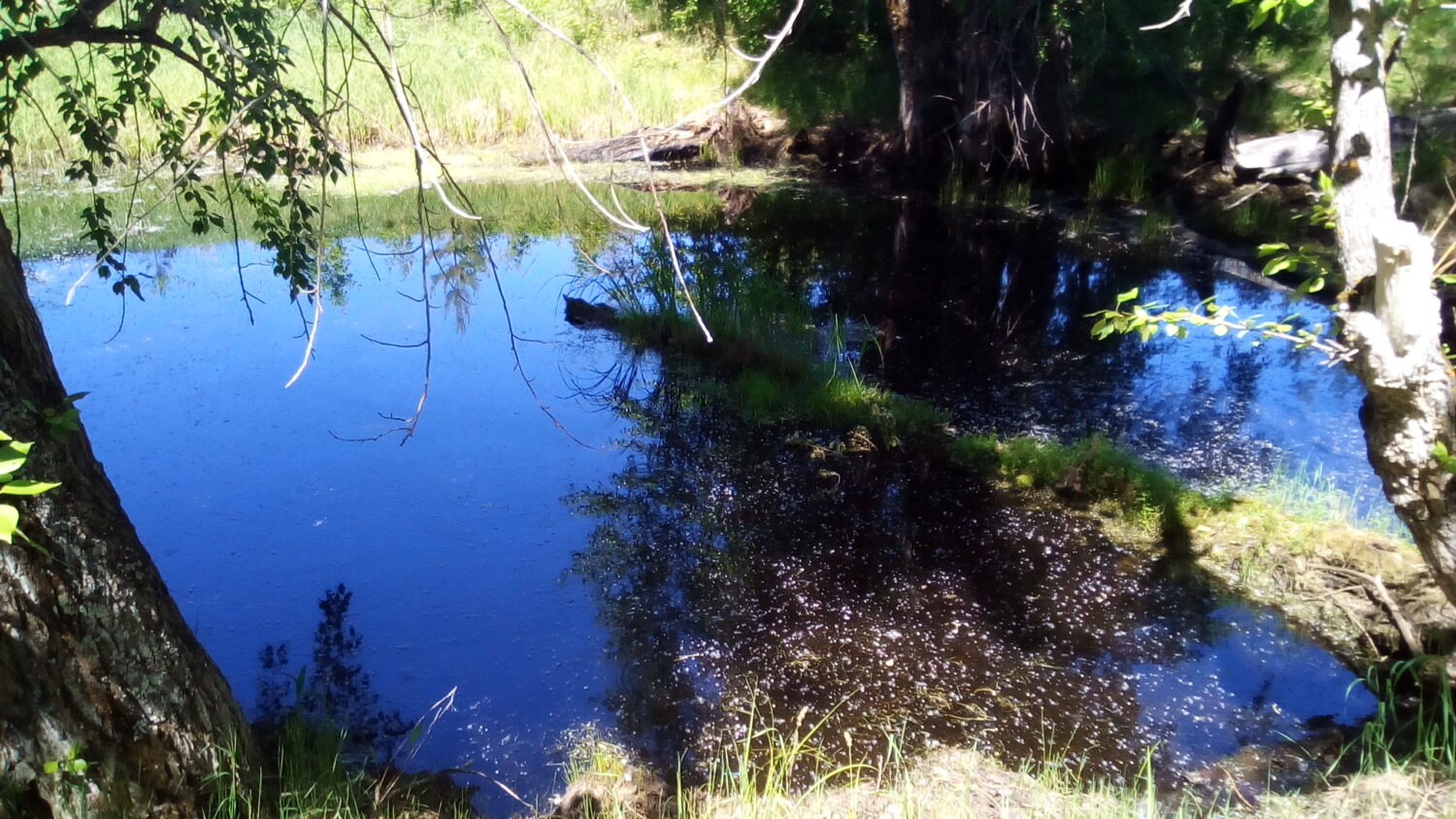 Водоемы на участке