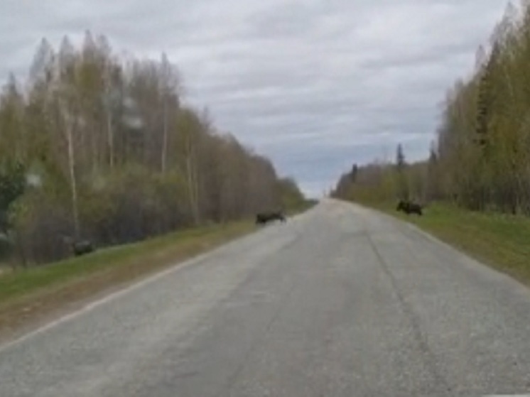 Стадо с маленькими кабанчиками бегает перед машинами в Свердловской области